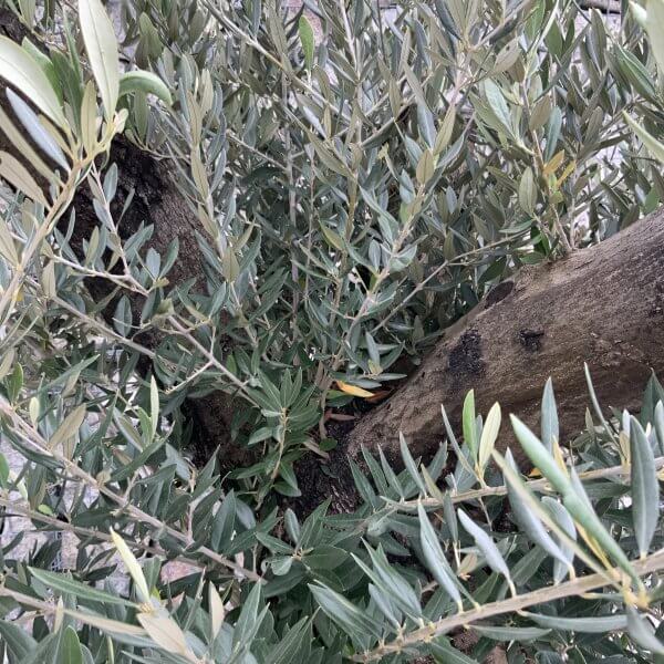 Olive Tree Gnarled XXL Natural Crown (In Patio Pot) H923 - A1209CDB 451F 4B6A B91F FA5C97A02273 scaled