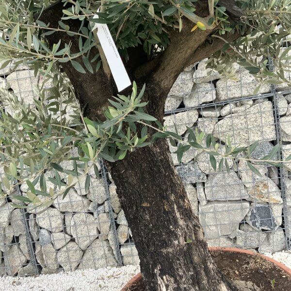 Olive Tree Gnarled XXL Natural Crown (In Patio Pot) H987 - A42A6EB6 27BD 4130 9A3C B3A69B8AF9CD scaled