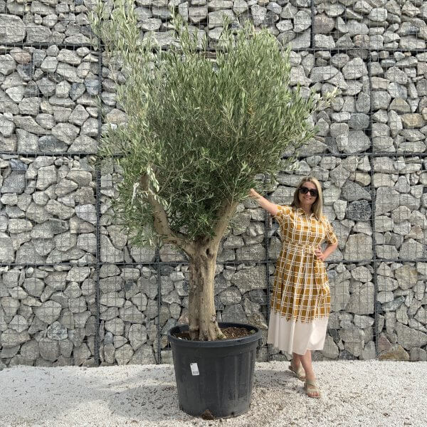 Tuscan Olive Tree XXL Fluted/Chunky Multistem J027 - A5C926D2 4E14 429C 8E27 63C7283EBDF7 scaled