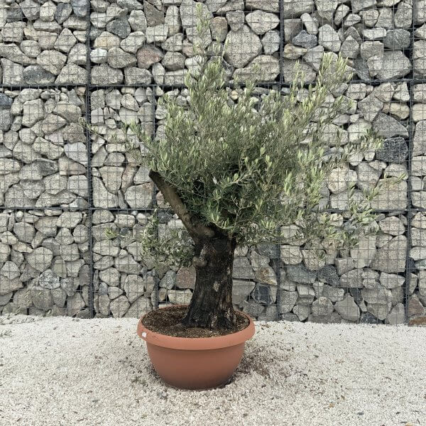 Olive Tree Gnarled XXL Natural Crown (In Patio Pot) H956 - A6A82087 CD0B 4122 A244 1081A8BE5445 scaled