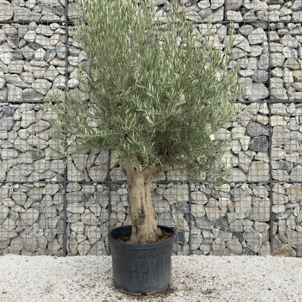 Tuscan Olive Tree XXL Fluted/Chunky Multistem J114 - A6B4E156 8CAA 4094 B30D 1806D0659877 1 105 c