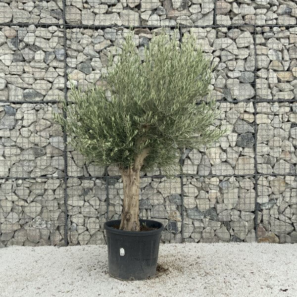 Tuscan Olive Tree XXL Fluted/Chunky Multistem J071 - A82D1468 45DB 4D46 89BA F84EC53B71D6 scaled