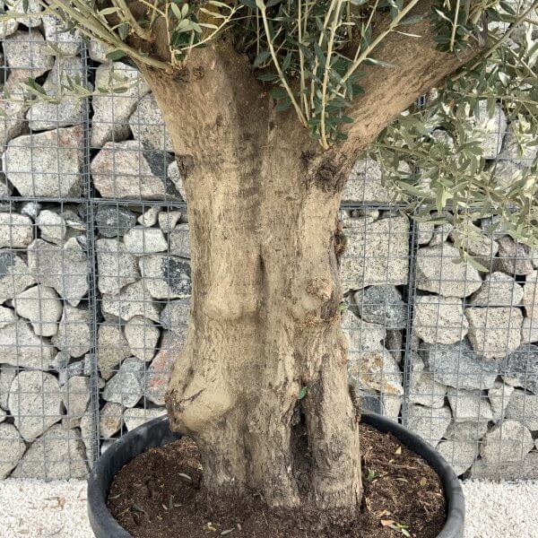 Tuscan Olive Tree XXL Fluted/Chunky Multistem J006 - A97AE9B5 E123 4556 BD3B 71E13727D8F4 scaled