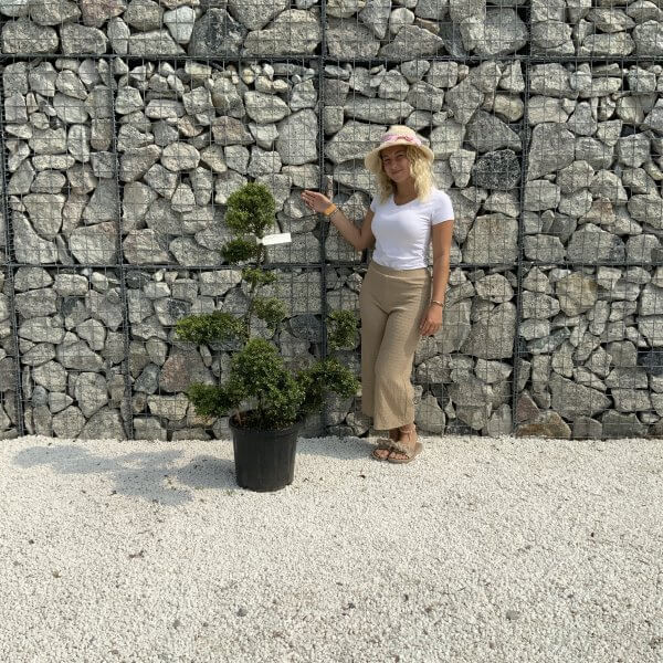 Ilex Crenata Kinme Cloud Tree J206 - A9EDCB81 8D1A 48DE 87E3 29E00248BBEE 1 scaled