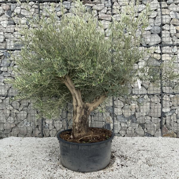 Gnarled Olive Tree XL Multi Stem Low Bowl J175 - AA641C6F E65E 4D13 91F0 304060B20166 scaled