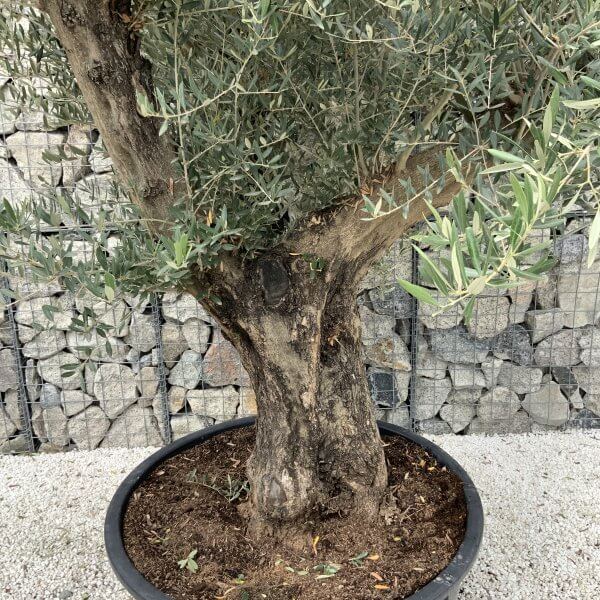 Gnarled Olive Tree XL Multi Stem Low Bowl J168 - AA90E8DE 22C2 4CE3 B921 064B4708FC1E scaled