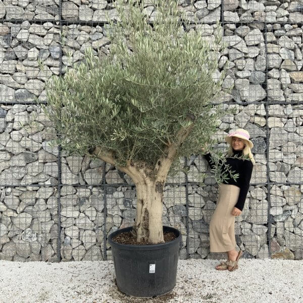 Tuscan Olive Tree XXL Fluted/Chunky Multistem J113 - AAEAB59B 7748 47E4 9F13 DD88F4DE111C 1 105 c