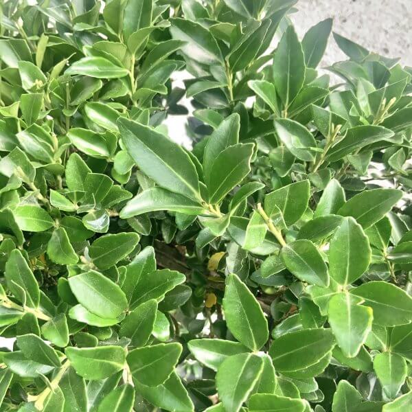 Ilex Maximowicziana Cloud Tree J191 - AE070536 47F5 4D64 874D A0F62170CE42 1 201 a scaled