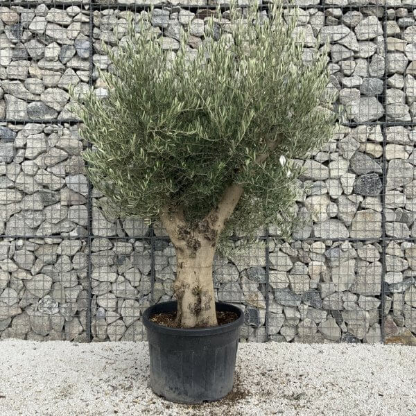 Tuscan Olive Tree XXL Fluted/Chunky Multistem J115 - AEFF2494 9D8E 4EB0 BC2C 2445F9C5414F 1 105 c