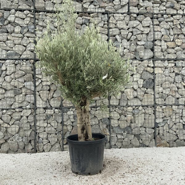 Tuscan Olive Tree XXL Fluted/Chunky Multistem J040 - AF5B3367 3DEA 4492 8A36 EAEA275C59DB scaled