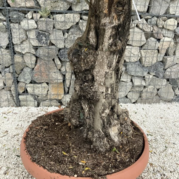 Olive Tree Gnarled XXL Natural Crown (In Patio Pot) H969 - B4B1C1AE 5495 4CE4 BDE1 B6A8C7D8D265 scaled