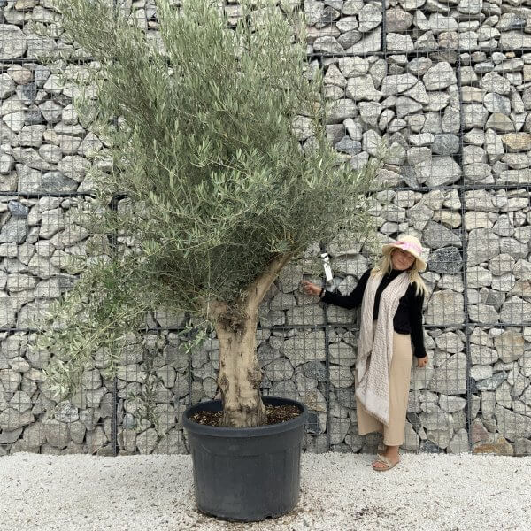 Tuscan Olive Tree XXL Fluted/Chunky Multistem J144 - B4B817B4 57AA 48B8 891D 3FC55B877C2A scaled