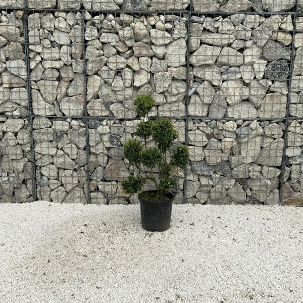 Ilex Crenata Kinme Pom Pon Cloud Tree J224 - B57931A8 E0AE 4C0E 9549 731409F77AD5 scaled