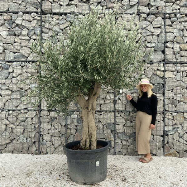 Tuscan Olive Tree XXL Fluted/Chunky Multistem J099 - B661F01D 977B 44E5 B5D4 9315B97235E2 scaled