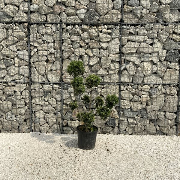 Ilex Crenata Kinme Pom Pon Cloud Tree J215 - B8C4F241 3889 41C2 9E18 AB48A4BBC09F scaled