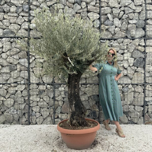 Olive Tree Gnarled XXL Natural Crown (In Patio Pot) H960 - B92C6364 4262 442B 982A D4637019B891 scaled