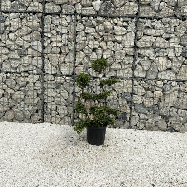 Ilex Crenata Kinme Cloud Tree J226 - B9A22947 9A1C 47DE BE9E DA722FFCB4AB scaled