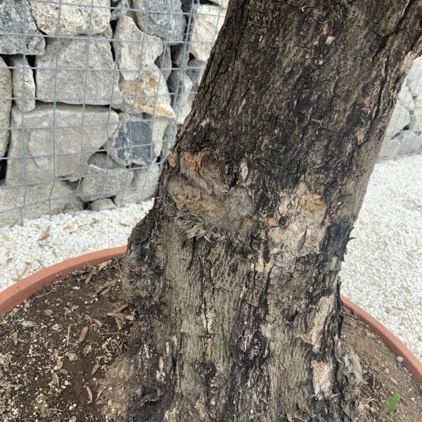 Olive Tree Gnarled XXL Natural Crown (In Patio Pot) H958 - BA3D8C3E D2D4 40D0 A1EC 340EBCA5B947 scaled