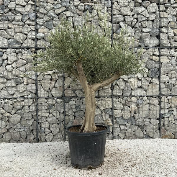 Tuscan Olive Tree XXL Fluted/Chunky Multistem J052 - BADDD2D3 59C8 49AB 9DFB 122DFC7F09E3 scaled