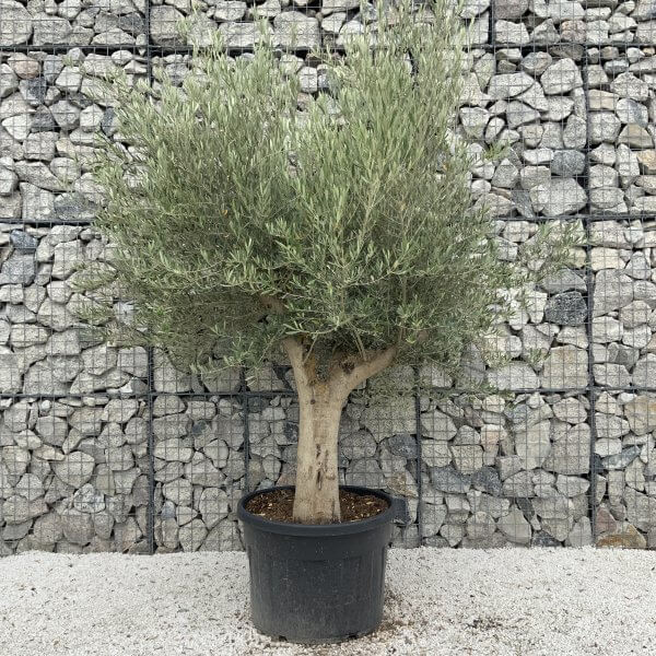 Tuscan Olive Tree XXL Fluted/Chunky Multistem J143 - BB01DEAD 6535 4E79 B394 C95F26D25449 scaled