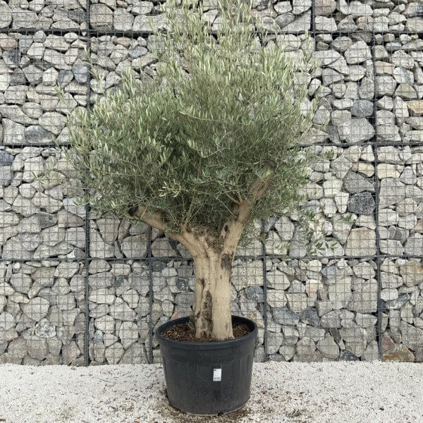 Tuscan Olive Tree XXL Fluted/Chunky Multistem J113 - BBF1A38F FCD4 4F14 B638 635CF0D93C1A 1 105 c