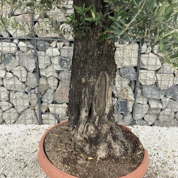 Olive Tree Gnarled XXL Natural Crown (In Patio Pot) H994 - BCB60C7F AAC9 497F A6A7 9CC1E6FDBB50 1 105 c