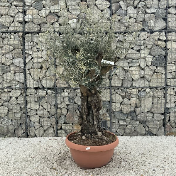 Olive Tree Gnarled XXL Natural Crown (In Patio Pot) H961 - BFAEFD22 4117 4604 A430 0BD2AF021A55 scaled