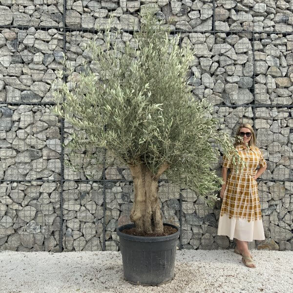 Tuscan Olive Tree XXL Fluted/Chunky Multistem J006 - BFEB2D0F 889B 4FD0 8D10 E0196E00714D scaled