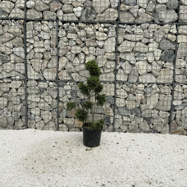 Ilex Crenata Kinme Pom Pon Cloud Tree J225 - C023EDFE 4EC0 4A31 8F2A 55DFF13DA7AF scaled