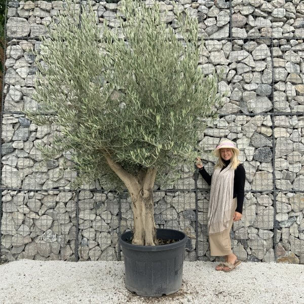 Tuscan Olive Tree XXL Fluted/Chunky Multistem J140 - C0BBF6FB EB74 4980 9E41 7BD58F7AD747 scaled