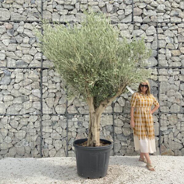 Tuscan Olive Tree XXL Fluted/Chunky Multistem J018 - C16EBA7D D63B 40CA A899 6286FB5DB6AB scaled