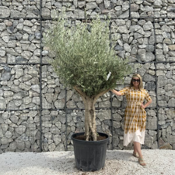 Tuscan Olive Tree XXL Fluted/Chunky Multistem J028 - C2D19BF6 45D2 4FBC A865 3A482E08164A scaled