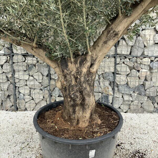 Gnarled Olive Tree XL Multi Stem Low Bowl J162 - C49B87A3 6F91 4633 BADC 7916CE101F0A scaled