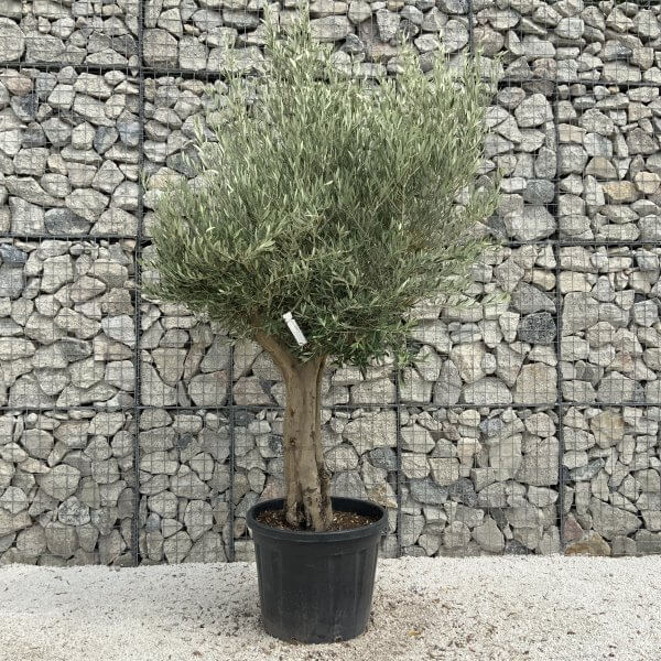 Tuscan Olive Tree XXL Fluted/Chunky Multistem J051 - C66706D2 DE52 4CC5 804F 44C91889A9A3 scaled