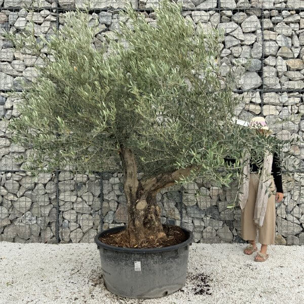 Gnarled Olive Tree XL Multi Stem Low Bowl J160 - C81E2963 DD52 431F 9560 1AAD7B0A6728 scaled