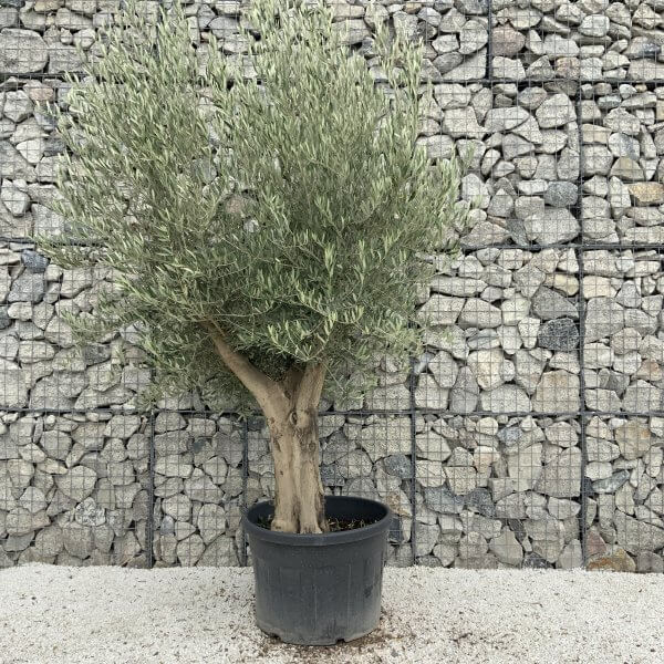 Tuscan Olive Tree XXL Fluted/Chunky Multistem J140 - C8C5F805 B646 423C A7BB 45F9BA4DD05C scaled