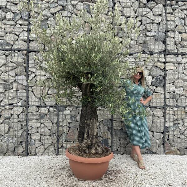 Olive Tree Gnarled XXL Natural Crown (In Patio Pot) H994 - C9314B46 87F5 4A56 BB1B 9049746DB702 1 105 c