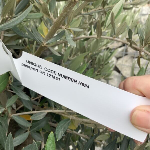 Olive Tree Gnarled XXL Natural Crown (In Patio Pot) H994 - CA89A2F0 3C90 44BC 9B24 B70C6ADB812E 1 105 c