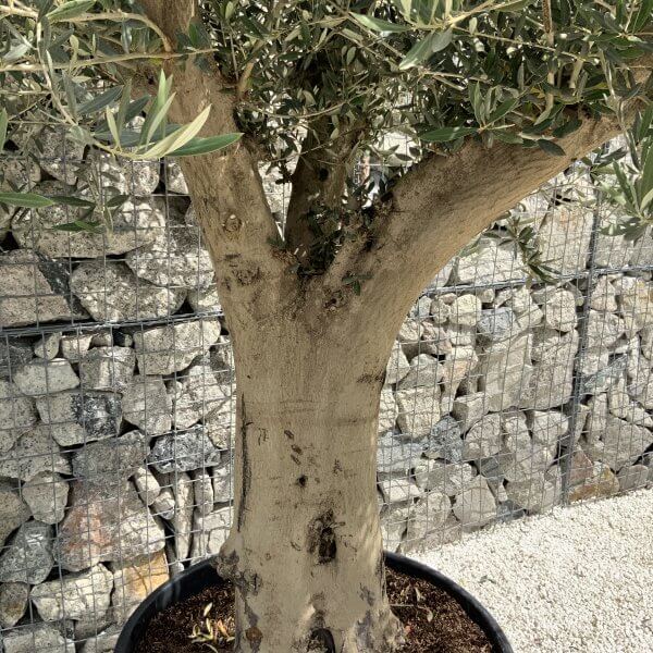 Tuscan Olive Tree XXL Fluted/Chunky Multistem J122 - CA9F5F59 85ED 43EA 9B60 BD80EA30E01B scaled