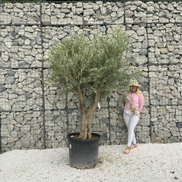 Tuscan Olive Tree XXL Fluted/Chunky Multistem J062 - CC37D96D CC58 493C 87F2 249299E858D0 1 scaled