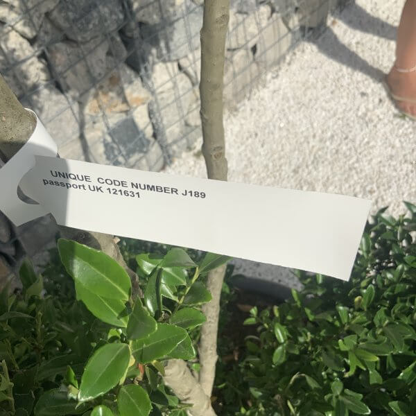 Ilex Maximowicziana Cloud Tree J189 - CCDF3D16 3CC5 44F0 8EE6 7DF962F09604 scaled