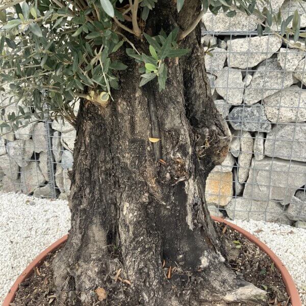 Olive Tree Gnarled XXL Natural Crown (In Patio Pot) H984 - CD6A9C58 1CC5 4BCB BB6F E2DBBE32CC93 1 105 c