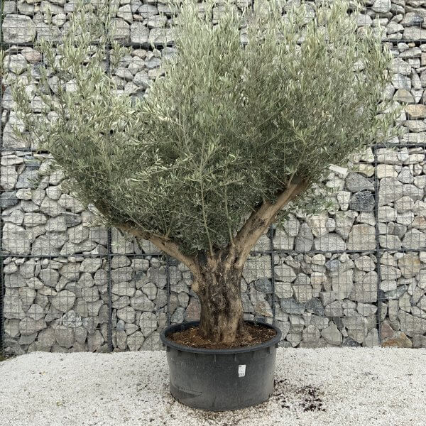 Gnarled Olive Tree XL Multi Stem Low Bowl J162 - CE8A7FFE 2F74 4CB0 BC25 44994B0DE81D scaled