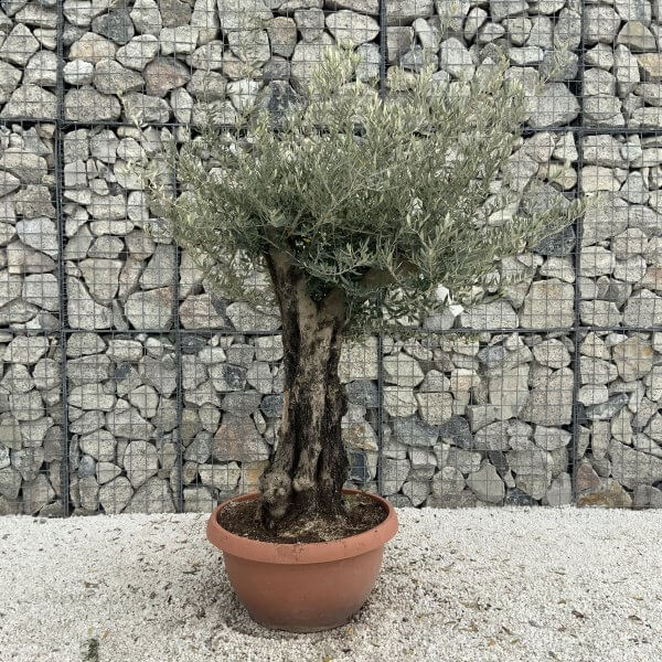 Olive Tree Gnarled XXL Natural Crown (In Patio Pot) H973 - CFBB9098 F1C9 44E4 BFFD 5E003053E90C scaled