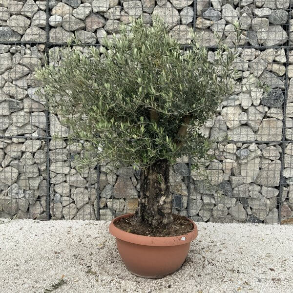 Olive Tree Gnarled XXL Natural Crown (In Patio Pot) H967 - D063CE92 E5A0 421F 822A 67FCC12A49D0 scaled