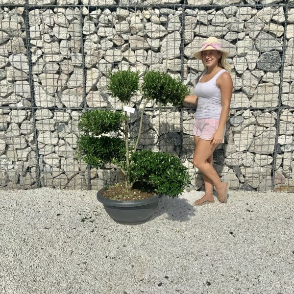 Ilex Maximowicziana Cloud Tree J189 - D0D75A5B 0AC8 4D97 9D9E E363806AC28A 1 201 a scaled