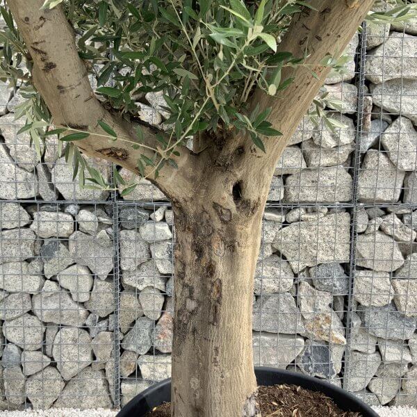 Tuscan Olive Tree XXL Fluted/Chunky Multistem J027 - D1A4BDBB 189A 40EC 8073 CA655CF3E336 scaled