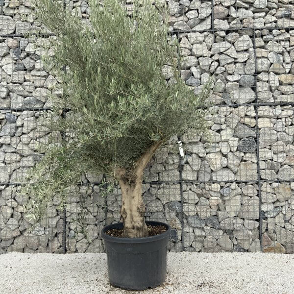 Tuscan Olive Tree XXL Fluted/Chunky Multistem J144 - D2CBE80F C39B 40E1 AB93 F8128640612F scaled