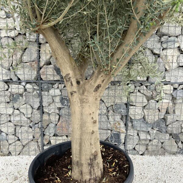 Tuscan Olive Tree XXL Fluted/Chunky Multistem J138 - D2E1AFA6 DAFC 43E3 87DD EE5855FA4776 1 105 c