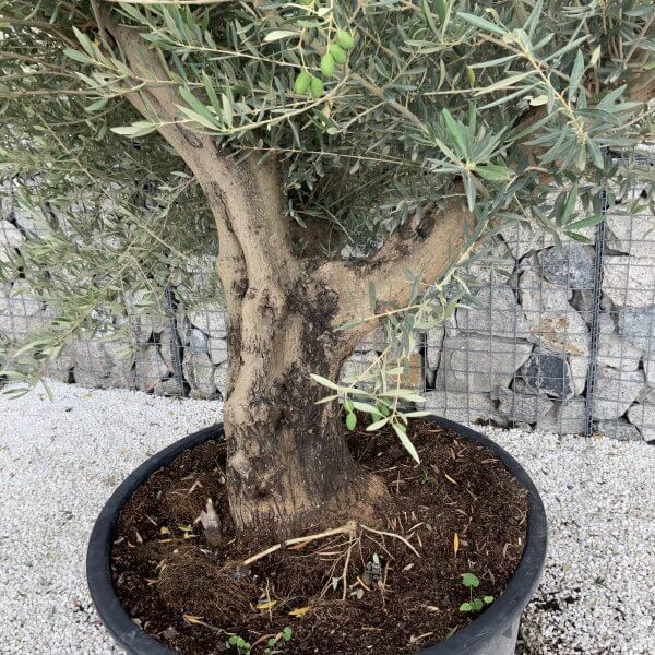 Gnarled Olive Tree XL Multi Stem Low Bowl J175 - D3625676 F5E5 419A 972C F7BF1B60AC7D scaled